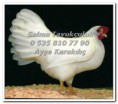 /album/fotograflar-ligorin/normal-house-of-champions-s-c-white-leghorn-hen-5-2010-jpg1/